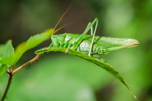 Green Hay Horse - Tettigonia viridissima in a macro shot