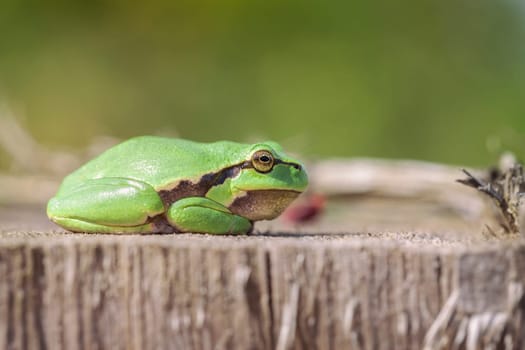 European tree frog - Hyla arborea sunbathing - Macro image - Lateral image