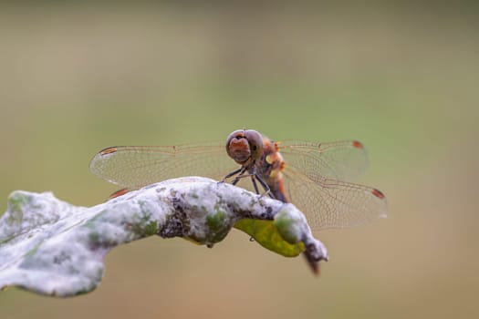 Spotted heather dragonfly - Sympetrum flaveolum while sunbathing - Macro image
