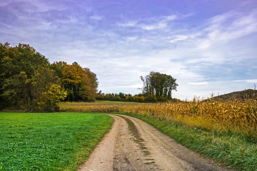 Landscape In autumn,trees with autumnal colours