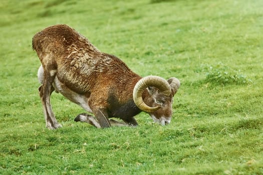 Ram Grazing on the Slope of a Hill