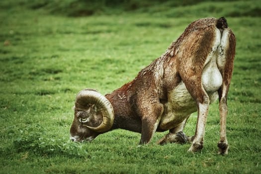 Ram Grazing on the Slope of a Hill