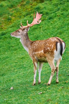 Deer Grazing on the Slope of a Hill