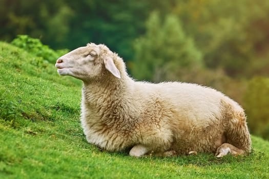 White Sheep Resting on the Slope of a Hill