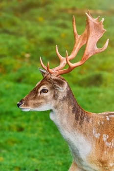 Portrait of a Deer with Nice Antlers