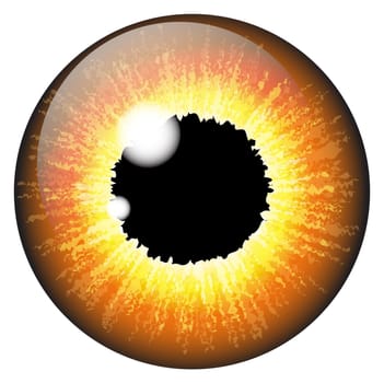 Orange, hazel  iris eye realistic  vector set design isolated on white background