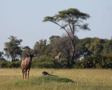 Wild Tsessebe Antelope in African Botswana savannah
