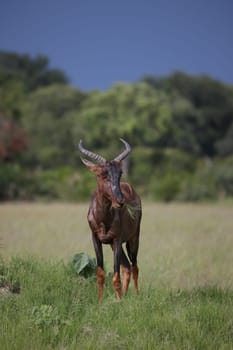 Wild Tsessebe Antelope in African Botswana savannah