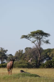 Wild Tsessebe Antelope in African Botswana savannah