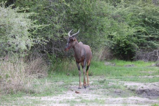 Wild Tsessebe Antelope in African Botswana savannah