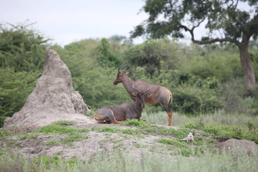 Wild Tsessebe Antelope in African Botswana savannah