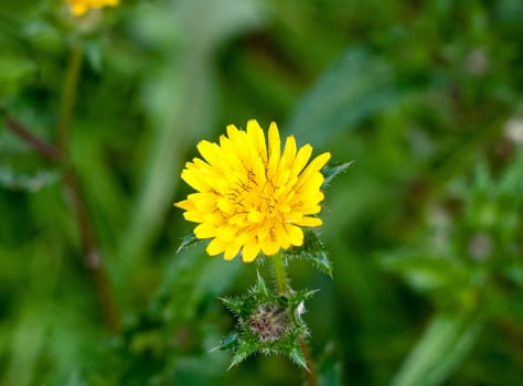 beautiful close up of full bloom yellow dandelion flower head in grass  essex  england  uk