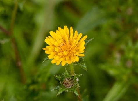 close up top view of opening yellow dandelion flower head petals grass background  essex  england  uk