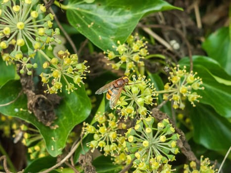 large hover fly up close on flower autumn insects  essex  england  uk