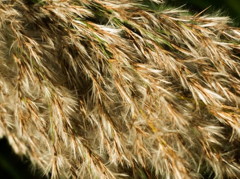 beautiful close up of reed grass texture tops  essex  england  uk
