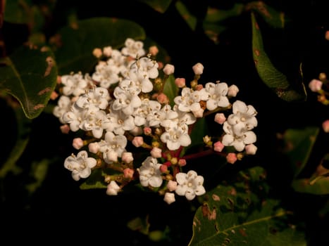 beautiful close up of small white bunch of garden flowers  essex  england  uk