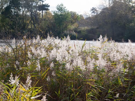 beautiful close up reed tops in autumn day light pond side  essex  england  uk