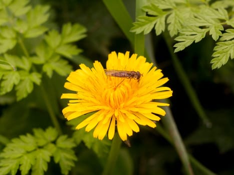 beautiful close up of yellow dandelion summer flower bloom with fly on top  essex  england  uk