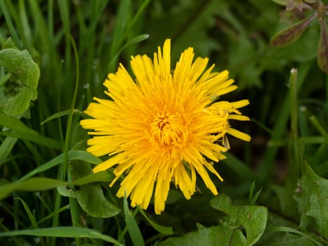 beautiful close up of large yellow dandelion summer flower bloom on grass  essex  england  uk