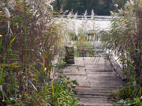beautiful reeds pontoon wooden platform fishing lake empty  essex  england  uk