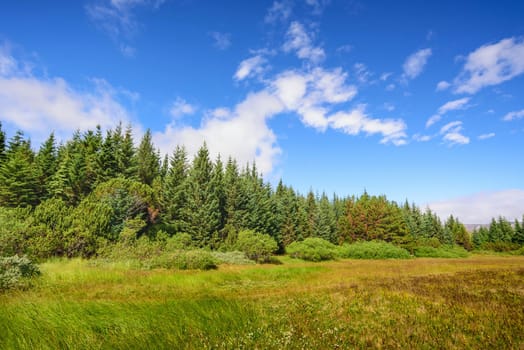 scenic view of beautiful green tree with blue sky, Iceland, selective focus