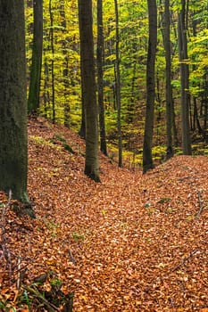 Forest in autumn,path covered with foliage