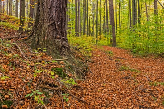 Forest in autumn,path covered with foliage