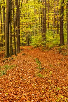 Forest in autumn,path covered with foliage
