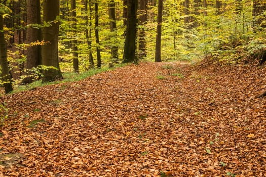 Forest in autumn,path covered with foliage