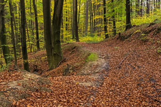 Forest in autumn,path covered with foliage