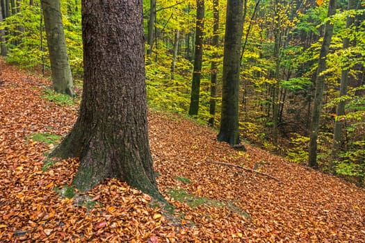 Forest in autumn,path covered with foliage