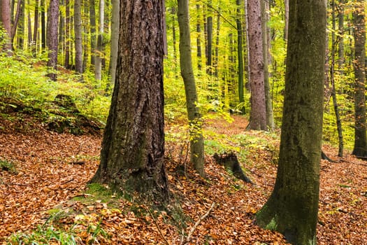 Forest in autumn,path covered with foliage