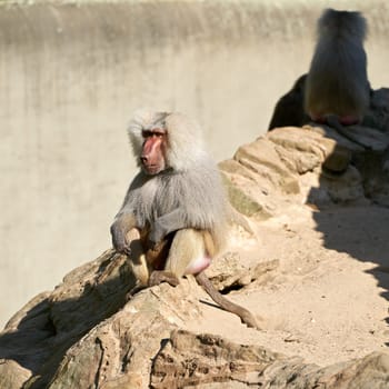 a coat baboon sits on a rock