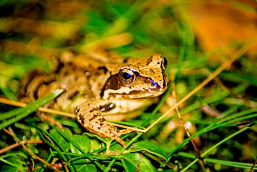 Jumping frog,Rana dalmatina,in a forest in Poland