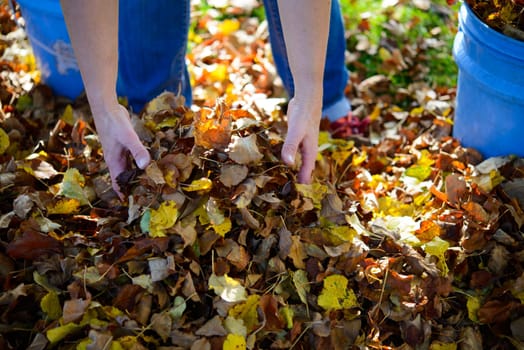 woman working in garden and dispose fall leaves