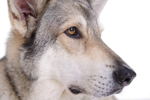 wolfhound in front of white background