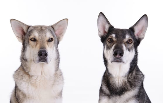 two wolfhounds in front of white background