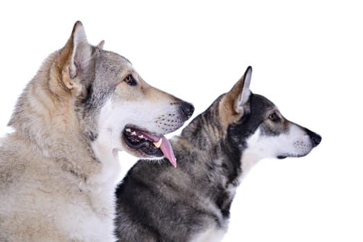 two wolfhounds in front of white background