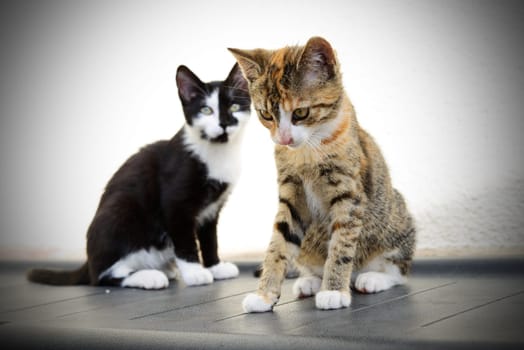 portrait of two cat children in front white background