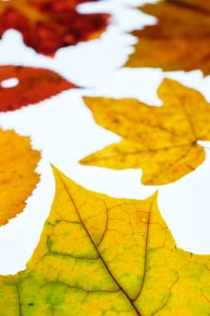 Vine leaf and maple leaves in autumn in throughlight and portrait format