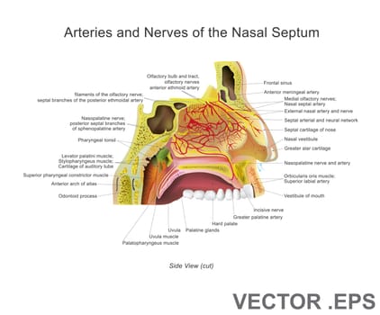 The nasal cavity (or nasal fossa) is a large air filled space above and behind the nose in the middle of the face. Each cavity is the continuation of one of the two nostrils.