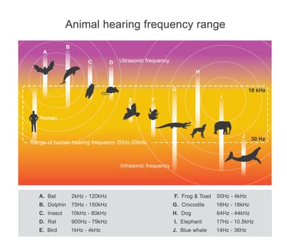Several animal species are able to hear frequencies well beyond the human hearing range. Some dolphins and bats, for example, can hear frequencies up to 100 kHz. Infographic vector.