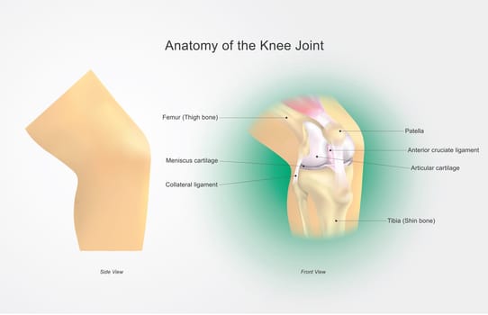 The knee joint joins the thigh with the leg and consists of two articulations: one between the femur and tibia (tibiofemoral joint),and one between the femur and patella. It is the largest joint in the human body. Illustration anatomy body.