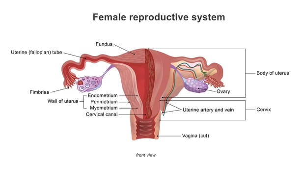The female reproductive system (or female genital system) contains two main parts the uterus, which hosts the developing fetus, produces vaginal and uterine secretions. Illustration anatomy body.