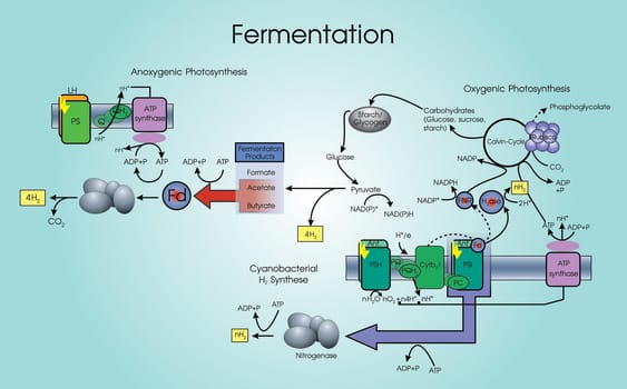 Fermentation is a metabolic process that converts sugar to acids, gases or alcohol. It occurs in yeast and bacteria, and also in oxygen-starved muscle cells, as in the case of lactic acid fermentation. Chart vector.