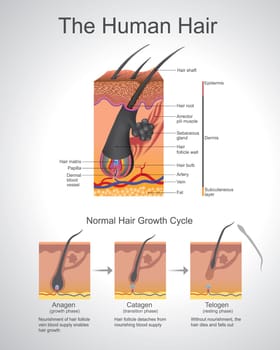 Hair follows a specific growth cycle with three distinct and concurrent phases anagen, catagen, and telogen phases. Each phase has specific characteristics that determine the length of the hair.