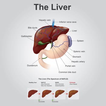 The liver is the only human internal organ capable of natural regeneration of lost tissue as little as 25% of a liver can regenerate into a whole liver.This is, however, not true regeneration but rather compensatory growth in mammals.