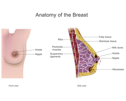 The breast is one of two prominences found on the upper ventral region of the torso of female and male primates. In females, it serves as the mammary gland, which produces and secretes milk and feeds infants. Illustration anatomy body.