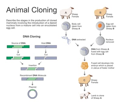 Cloning is the most recent evolution of selective assisted breeding in animal husbandry. Cloning animals is a reliable way of reproducing superior livestock genetics and ensuring herds are maintained at the highest quality possible.