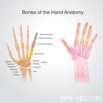 Fingers contain some of the densest areas of nerve endings on the body, and are the richest source of tactile feedback. They also have the greatest positioning capability of the body, thus the sense of touch is intimately associated with hands.